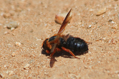 Megachile sicula
