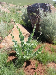 Lopholaena segmentata