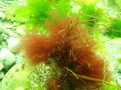 Devaleraea ramentacea