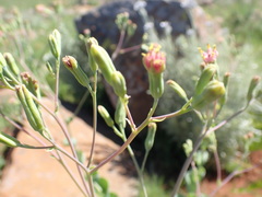 Lopholaena segmentata