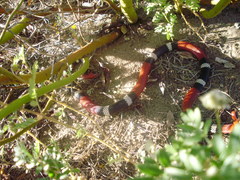 Micrurus pyrrhocryptus