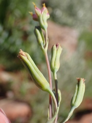 Lopholaena segmentata