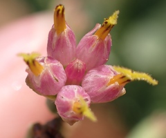 Lopholaena segmentata