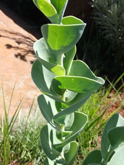 Lopholaena segmentata