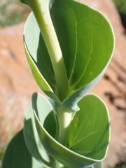 Lopholaena segmentata