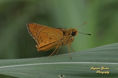 Cephrenes trichopepla