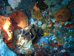 Adeona grisea