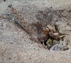 Ctenogobiops maculosus