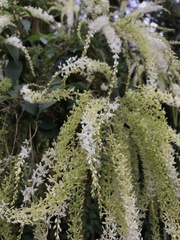 Ledenbergia seguierioides