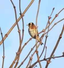 Carduelis carduelis