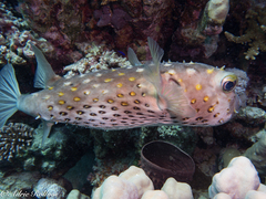 Cyclichthys spilostylus