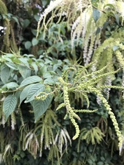 Ledenbergia seguierioides