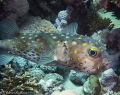 Cyclichthys spilostylus