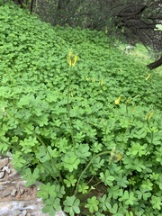 Oxalis pes-caprae