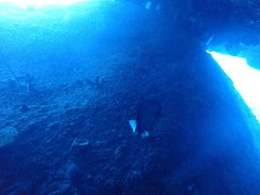 Pomacanthus annularis