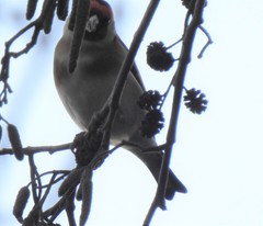 Carduelis carduelis
