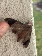 Enyo lugubris