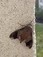 Enyo lugubris