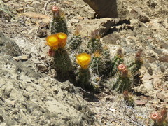 Austrocactus coxii