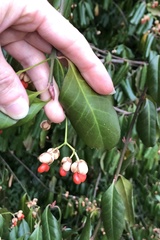 Euonymus fortunei