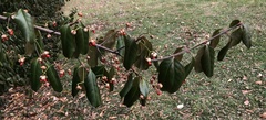 Euonymus fortunei