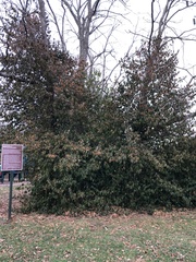 Euonymus fortunei