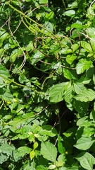 Stachytarpheta urticifolia
