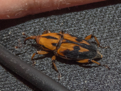 Metamasius sericeus