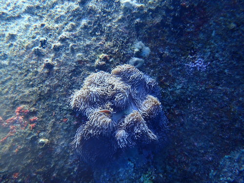 Skunk Anemonefish (Amphiprion akallopisos)