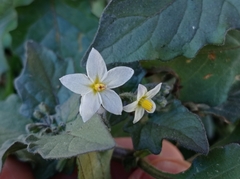 Solanum