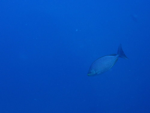 Java Rabbitfish (Siganus javus)
