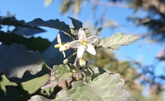 Solanum
