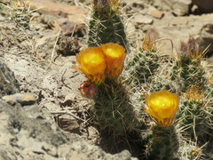 Austrocactus coxii