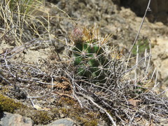 Austrocactus coxii