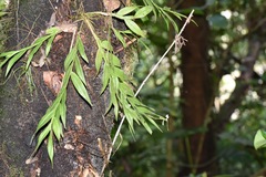 Epidendrum jatunsachanum