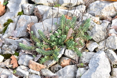 Petrosedum ochroleucum