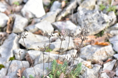 Petrosedum ochroleucum