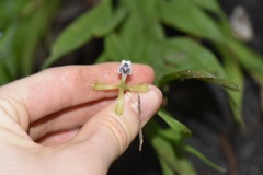 Epidendrum jatunsachanum