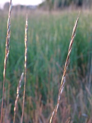 Helictochloa pratensis