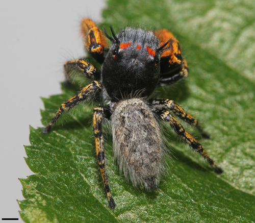 High Eyelashed Jumping Spider