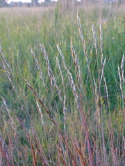 Helictochloa pratensis