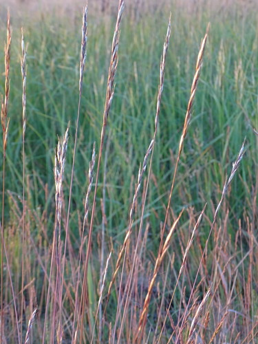 Image of Helictochloa pratensis by (c) Grzegorz Grzejszczak, some rights reserved (CC BY-SA)
