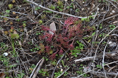 Petrosedum ochroleucum