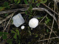 Lycoperdon echinella