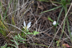 Colchicum hungaricum