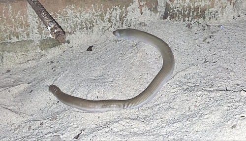 Crooked Worm Lizard, Amphisbaena camura