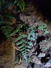 Asplenium adiantum-nigrum corunnense
