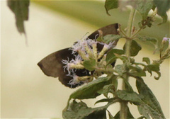 Achlyodes