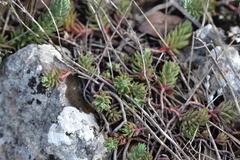 Petrosedum ochroleucum