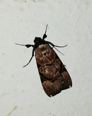 Audea bipunctata